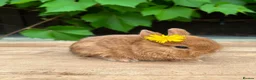 Netherland Dwarf rabbits for sale: Lap bunnies Netherland dwarf  - Advert 4