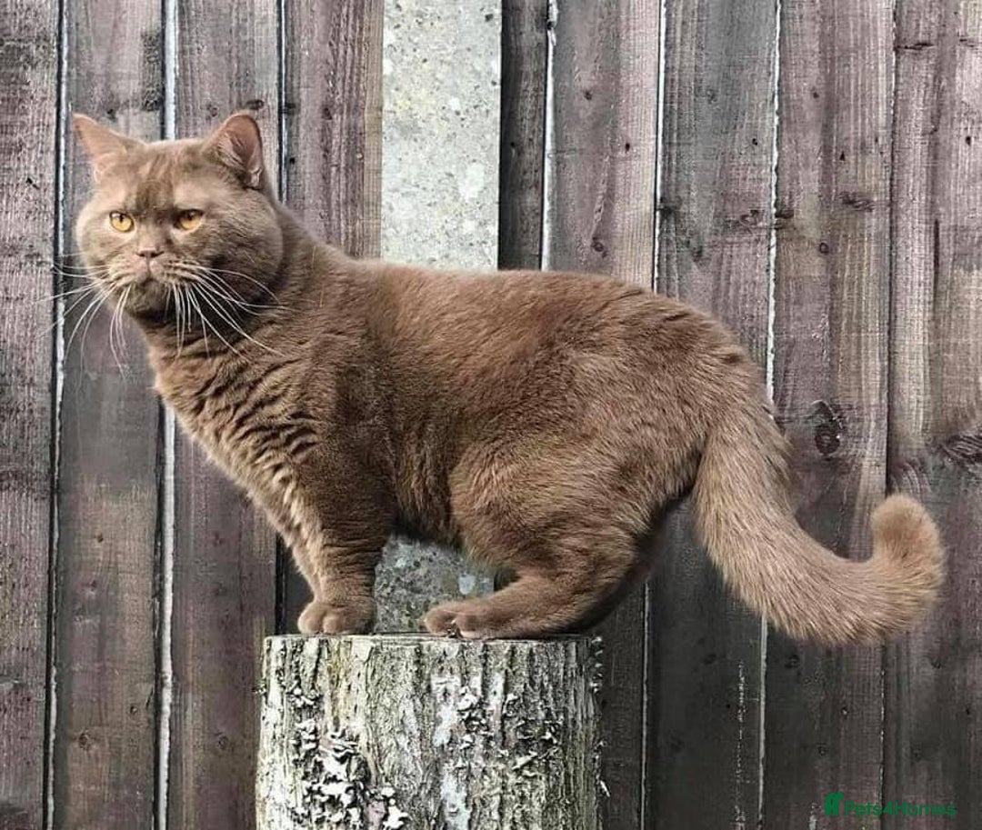 British Shorthair cats for sale: 🤎gccf redgistered British Shorthair Kittens🤎 - Image 13