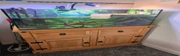 Terrapin reptiles for sale: Carolina diamondback terrapin (male) 1yr old in Coalville - Advert 1
