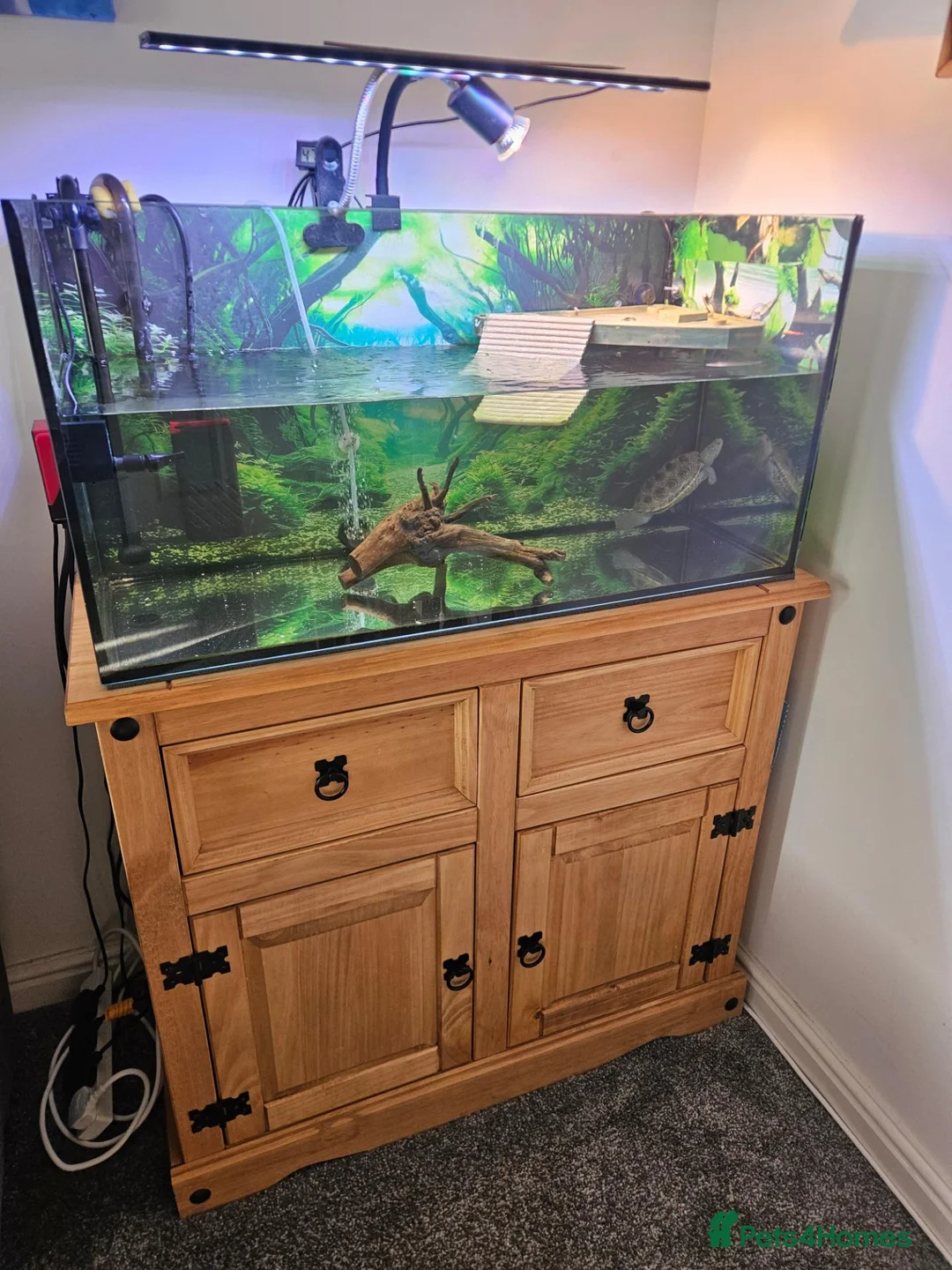 Terrapin reptiles for sale: Carolina diamondback terrapin (male) 1yr old in Coalville - Advert 1