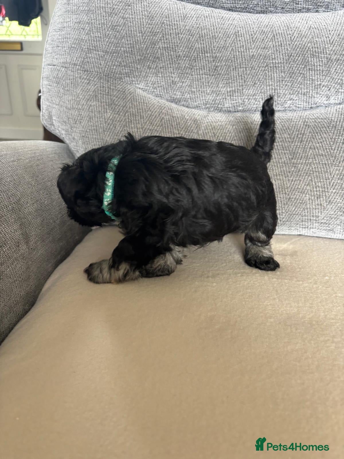 Miniature Schnauzer dogs for sale: Beautiful Miniature Schnauzers  - Advert 12