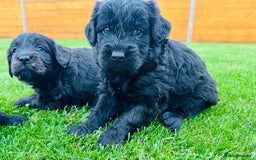 Labradoodle dogs for sale: Chunky Labradoodle Babies 🐾🐾🐾 - Image 3