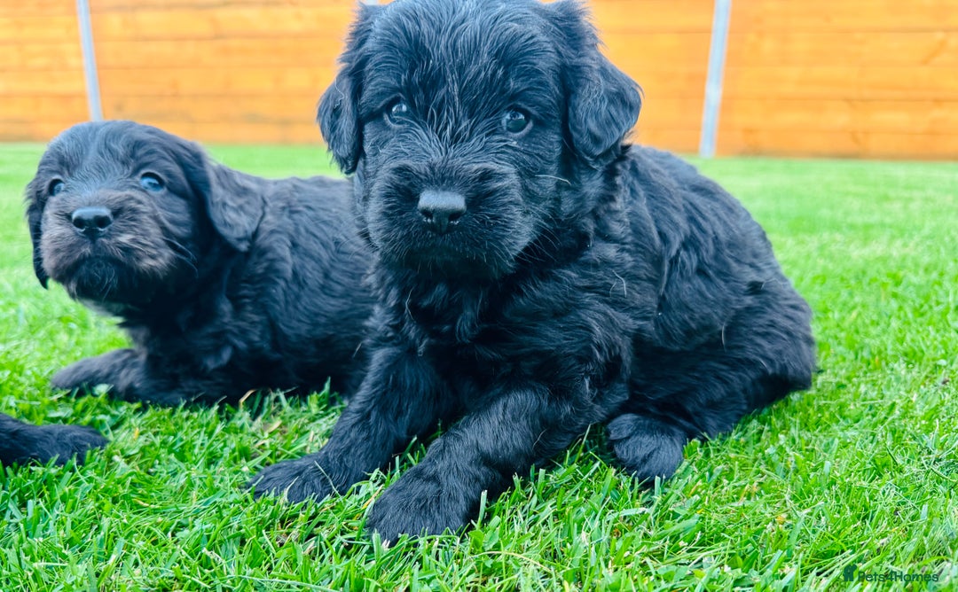 Labradoodle dogs for sale: Chunky Labradoodle Babies 🐾🐾🐾 - Image 3