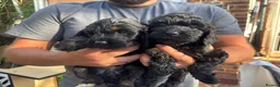 Cockapoo dogs for sale: Cockapoo puppies F1B - Advert 24