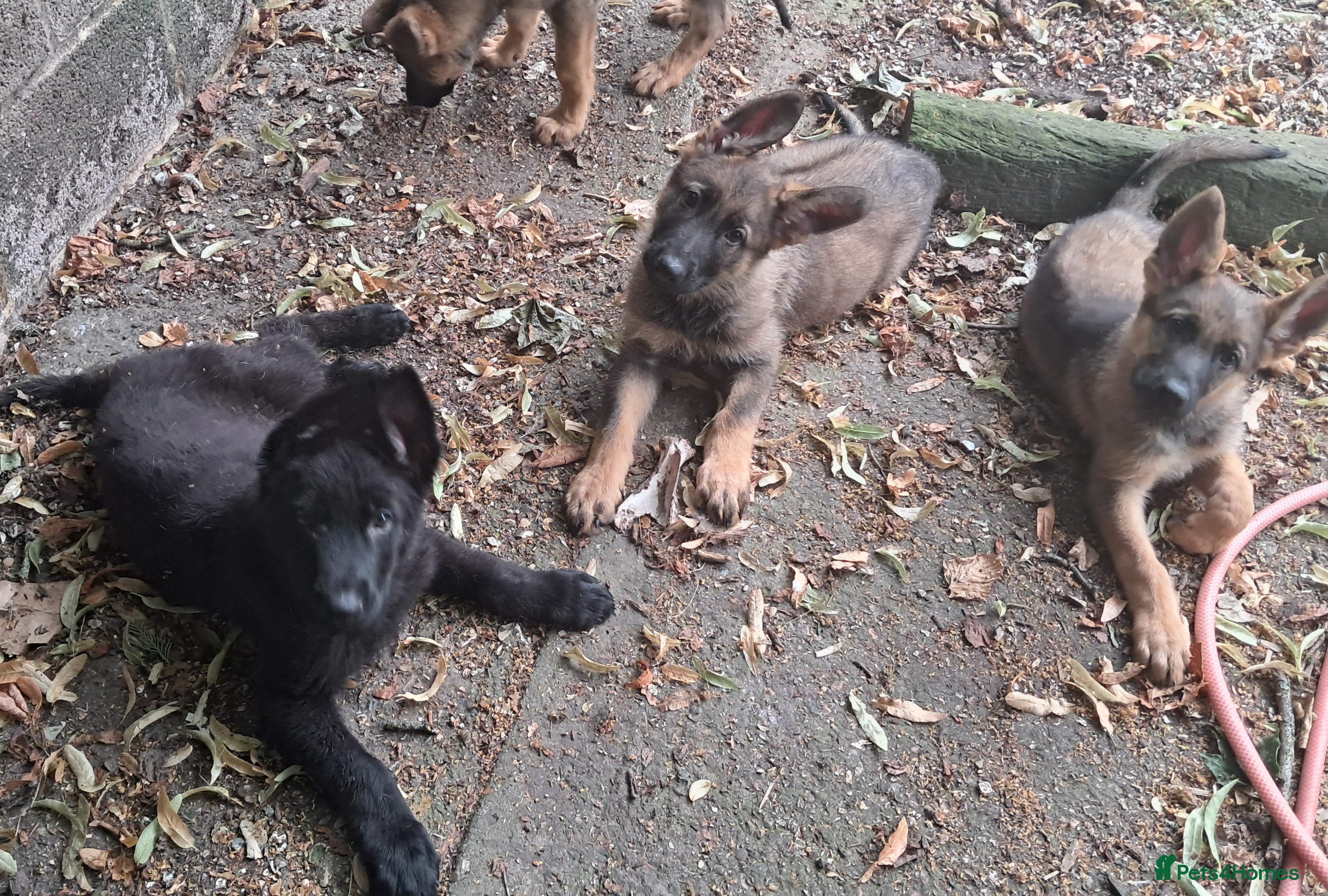 German Shepherd dogs Flat backed, German Shepherd puppies, DNA DM clear - Advert 2
