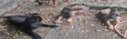 German Shepherd dogs for sale: Flat backed, German Shepherd puppies, DNA DM clear - Advert 2