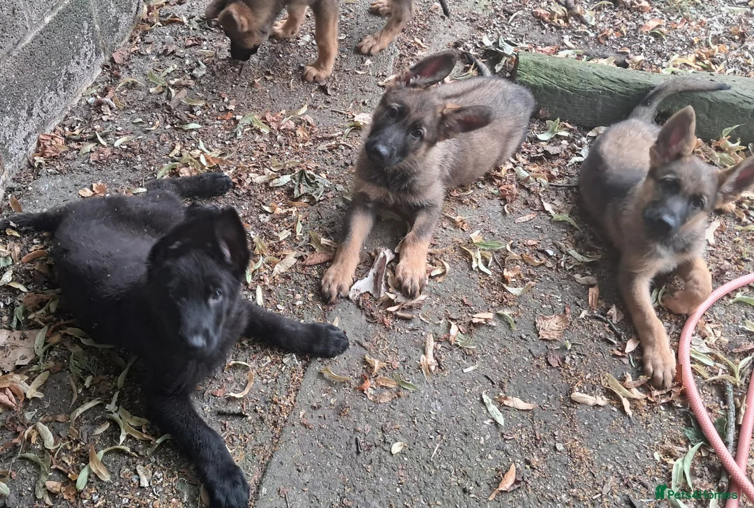 German Shepherd dogs for sale: Flat backed, German Shepherd puppies, DNA DM clear - Advert 2
