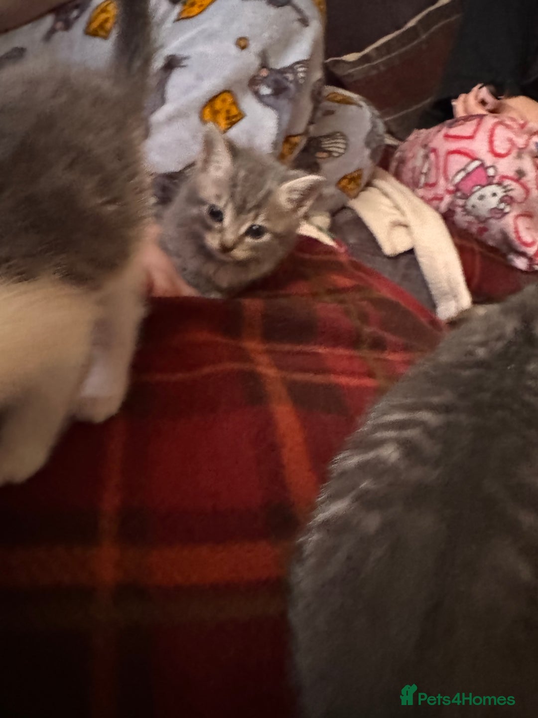 Mixed Breed cats for sale: I have 4 beautiful babies 3 boys 1 girl - Advert 8