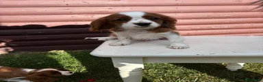 Cavalier King Charles Spaniel 2