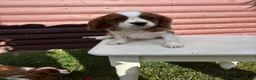 Cavalier King Charles Spaniel dogs for sale: Cavalier King Cha - Advert 25