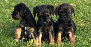 Border Terrier dogs - Advert 4