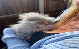 Mini Lion Lop rabbits for sale: 2 male mini lion lop bunnies  - Image 7