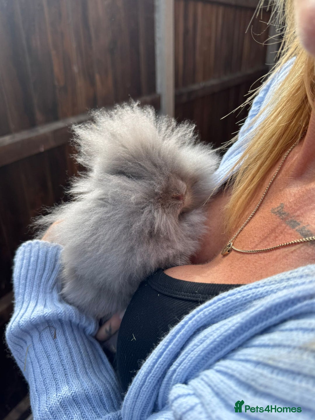 Mini Lion Lop rabbits for sale: 2 male mini lion lop bunnies  - Image 7