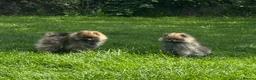 Pomeranian dogs for sale: ❤️ READY NOW! Stunning Pomeranian puppies 🐶❤️ - Advert 4