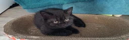 British Shorthair cats for sale: Beautiful Black BSH Kittens £995 GCCF ready 18/9 - Advert 9
