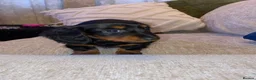 Miniature Dachshund dogs for sale: Tiny miniature dachshund puppies - Advert 11