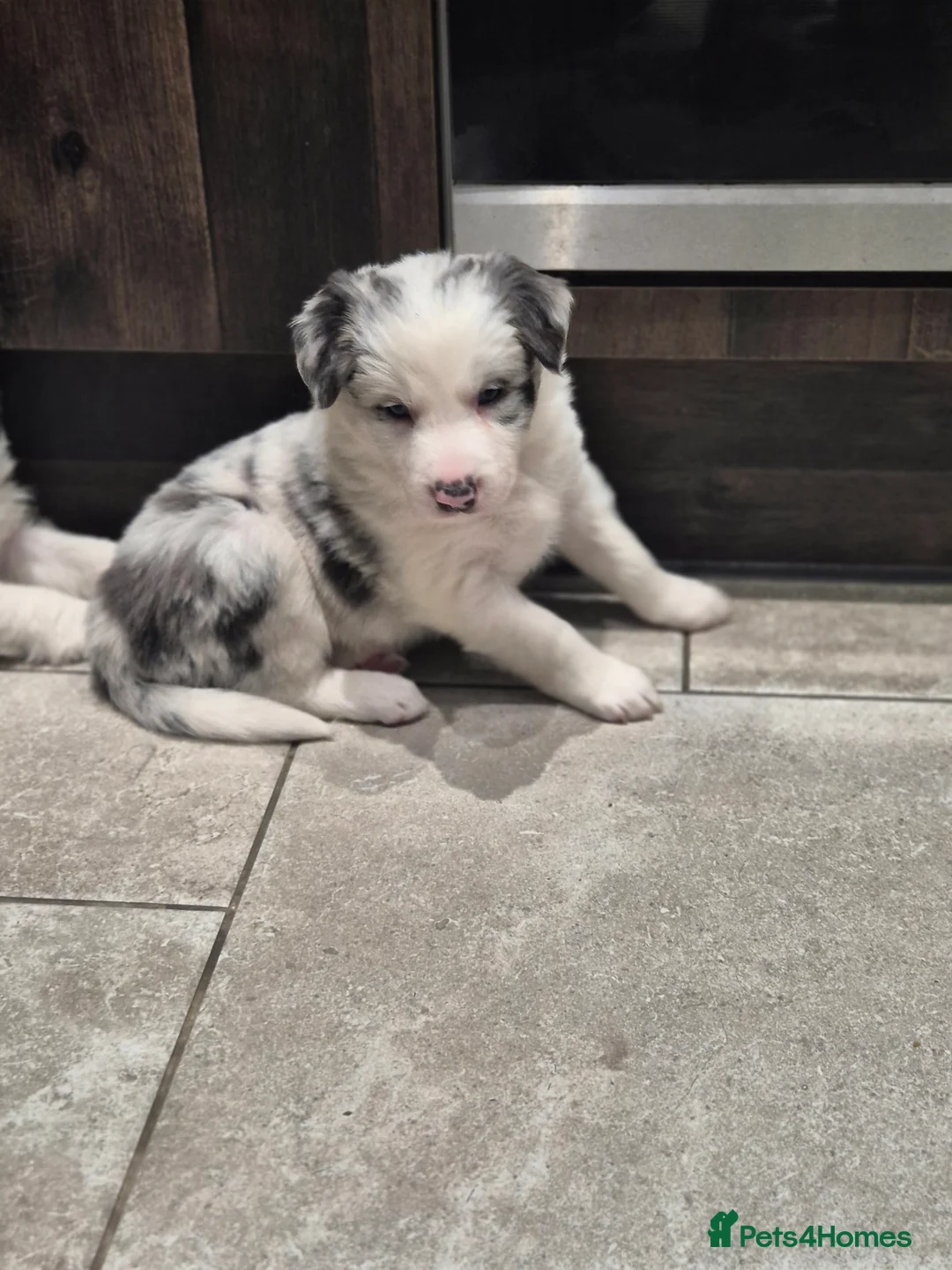 Border Collie dogs for sale: Beautiful Border Collies. Parents DNA tested.  - Advert 6