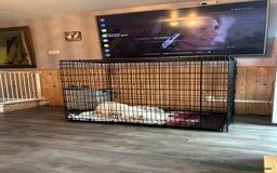 American Bull Staffy dogs for sale: American bull staffy & American bulldog hybrid  - Image 7