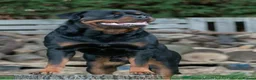 Rottweiler dogs for sale: One Rottweiler puppy available (female) - Advert 11