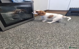Cavalier King Charles Spaniel dogs for sale: Beautiful Blenheim puppies  - Image 18