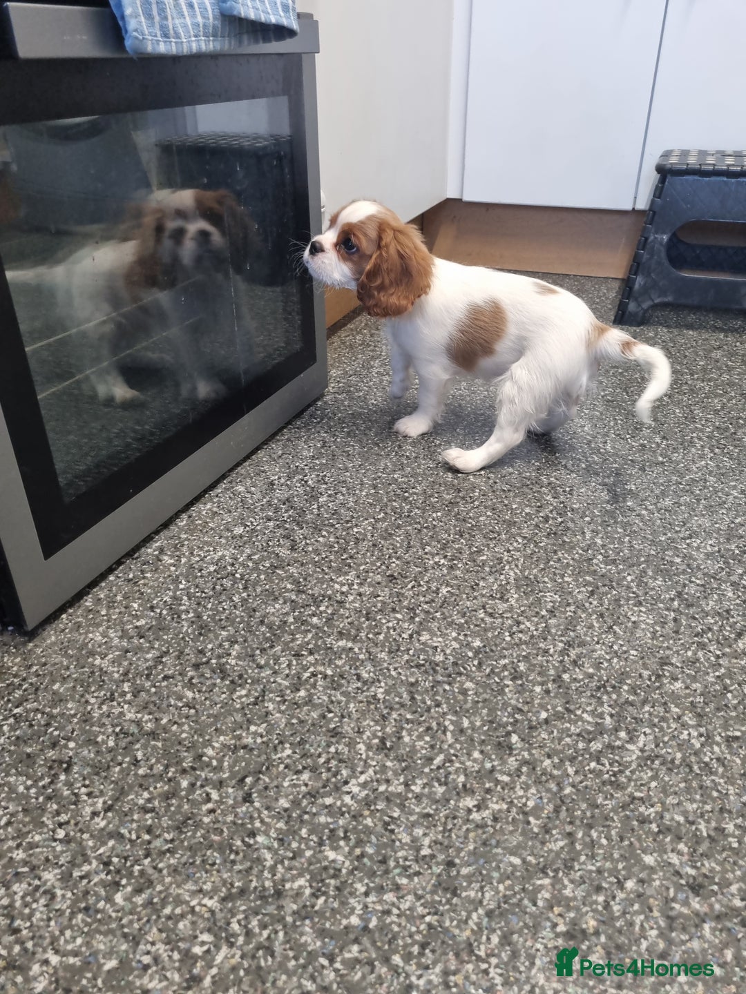 Cavalier King Charles Spaniel dogs for sale: Beautiful Blenheim puppies  - Image 18