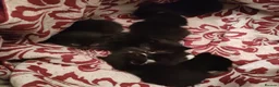 Mixed Breed cats for sale: 6 beautiful fur babies - Advert 7