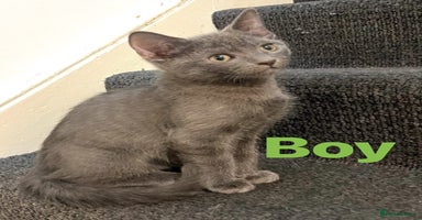 Ragdoll cats - Advert 1