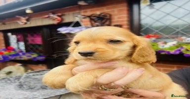Cocker Spaniel dogs - Advert 1