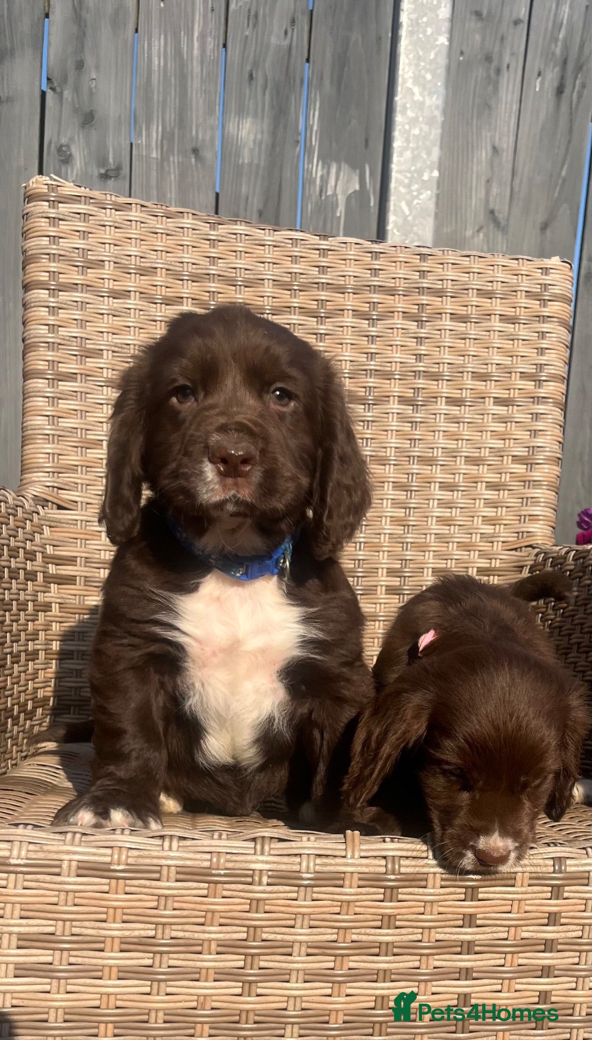Cocker Spaniel dogs Chocolate cocker spaniel💙 - Advert 5