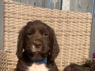 Cocker Spaniel dogs Chocolate cocker spaniel💙 - Advert 4