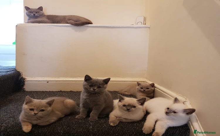 British Shorthair cats - Advert 10