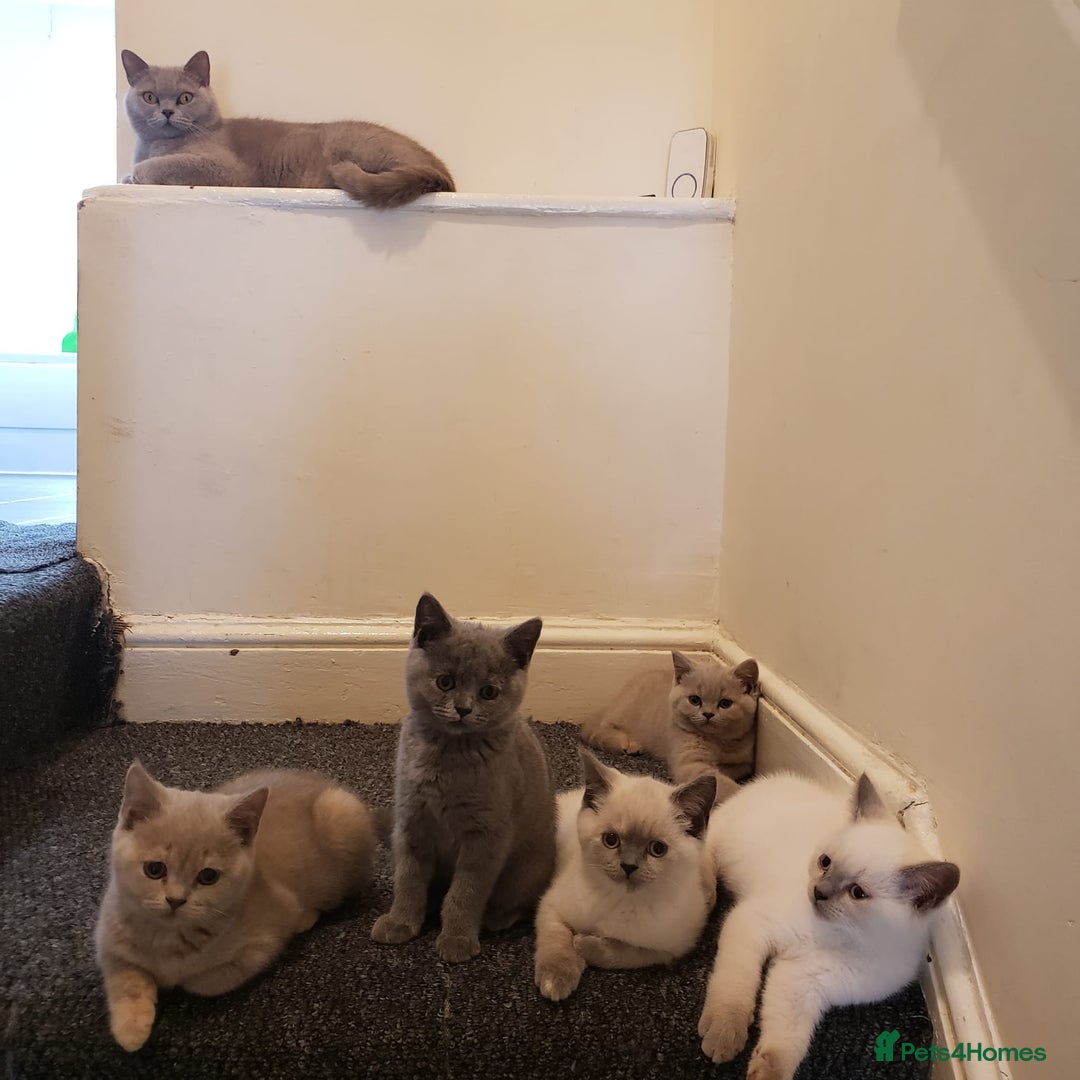 British Shorthair cats for sale: 💜GCCF Kittens Ready for Their Forever Homes!💜 - Image 1
