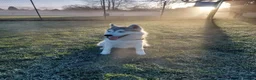 Siberian Husky dogs for sale: Thor  - Advert 10