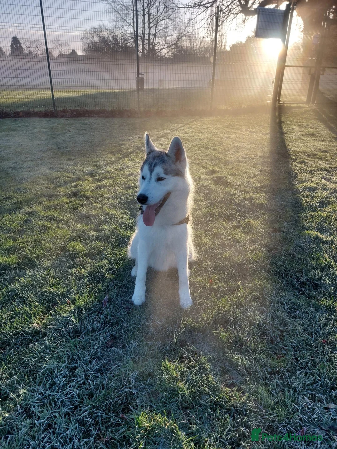 Siberian Husky dogs for sale: Thor  - Advert 10