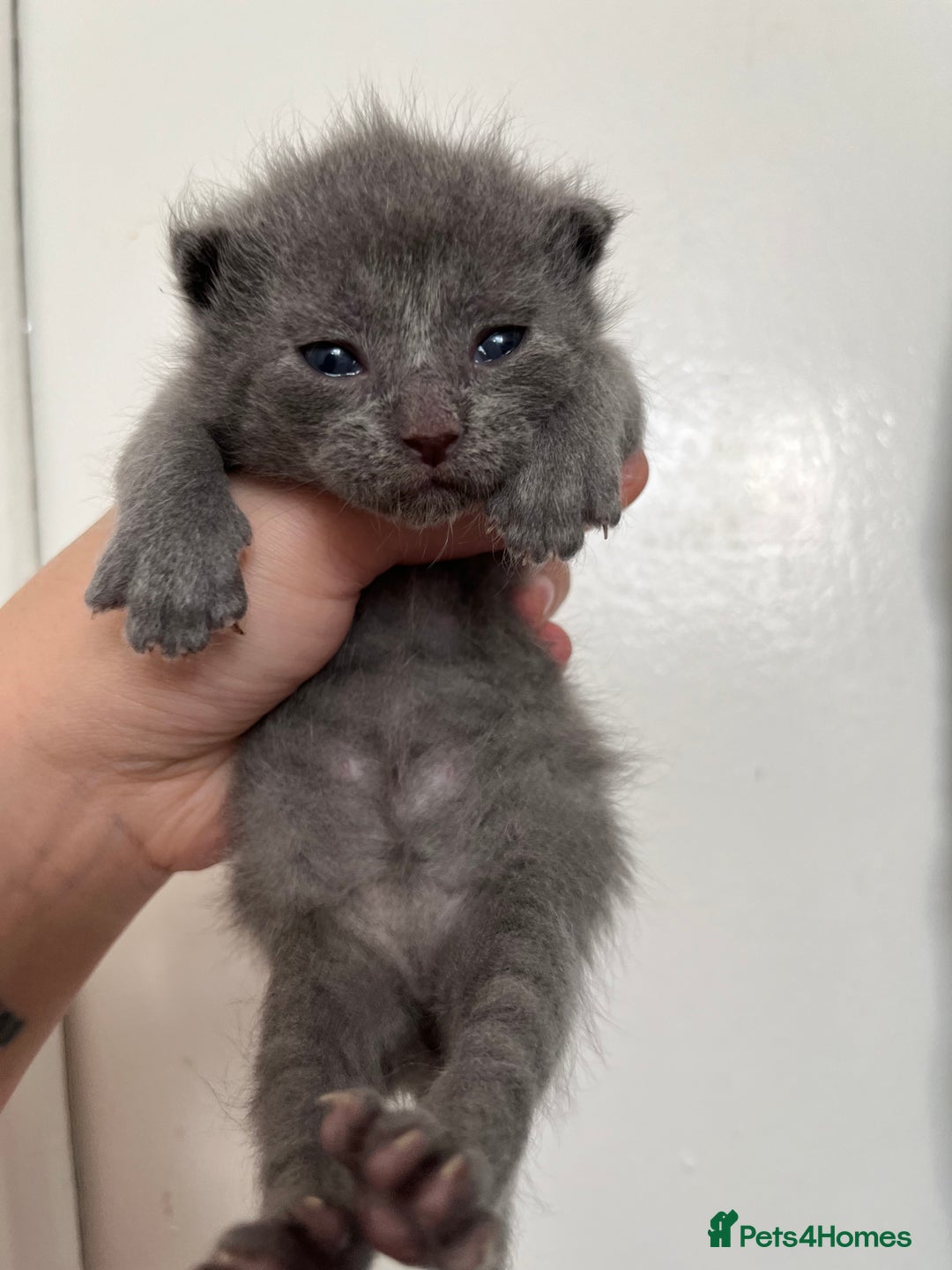 Sphynx cats for sale: Sphynx elf X kittens 🧝‍♀️🧝‍♂️ - Advert 8