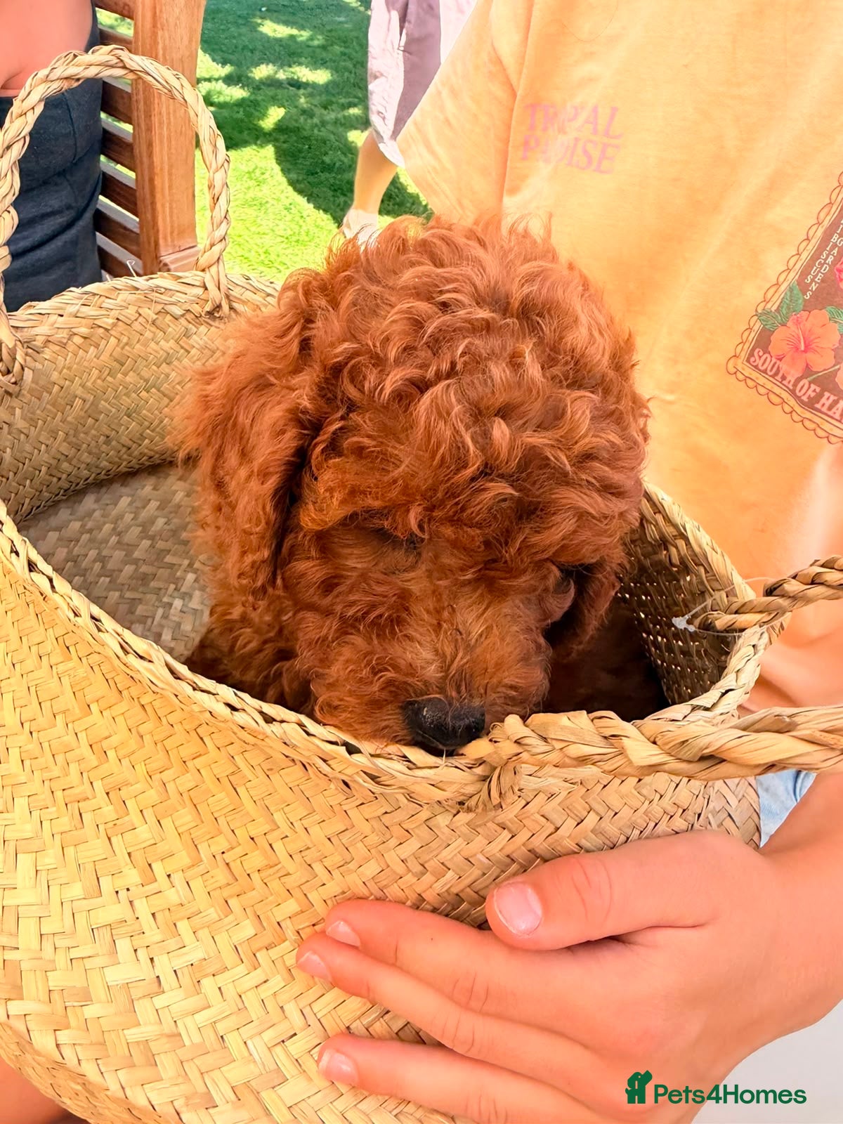 Poodle dogs Readyleave Toy/mini homebred red poodle pups male  - Advert 2