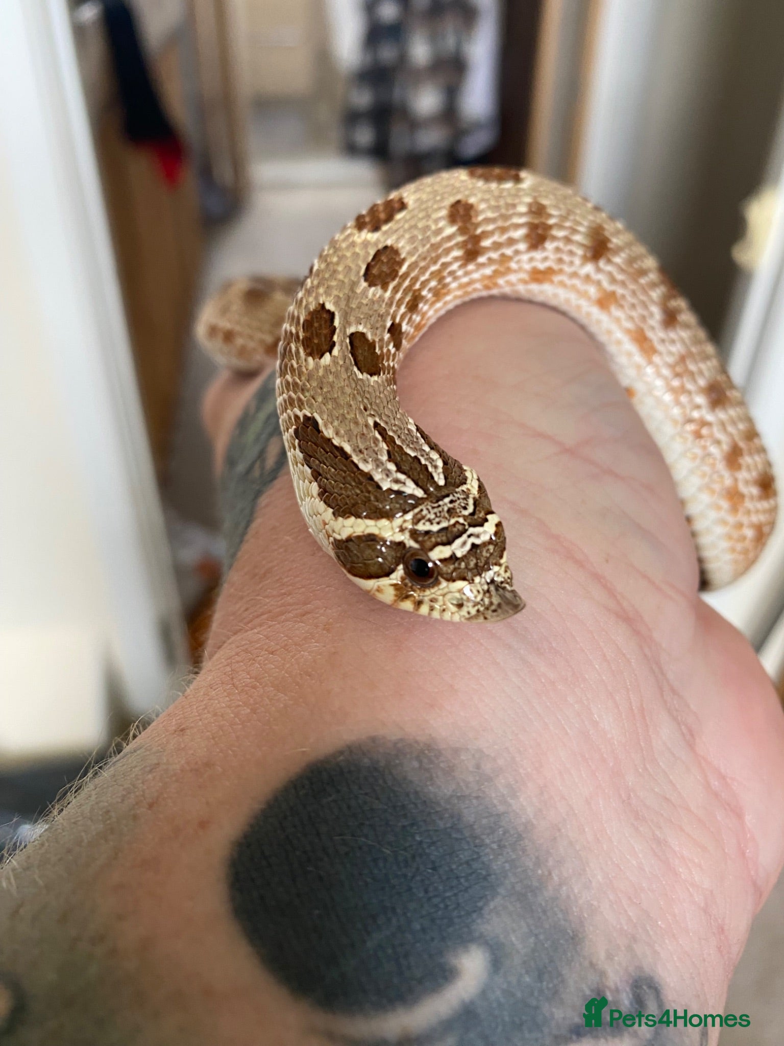 Snake reptiles Cb25 male Artic conda hog nose  - Advert 1