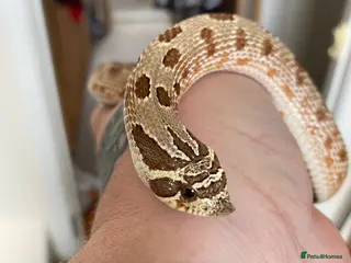 Snake reptiles Cb25 male Artic conda hog nose - Advert 1