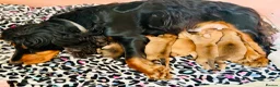 Mixed Breed dogs for sale: Cocker-Pomeranian  - Advert 9