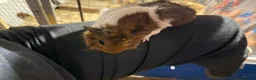 Guinea Pig rodents for sale: ALL REHOMED  SORRY - Advert 8