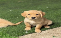 Golden Retriever dogs for sale: Last golden retriever pup available now  - Image 8