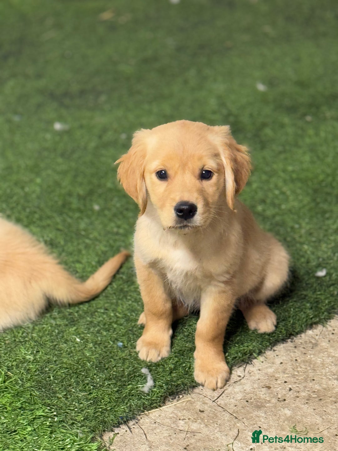 Golden Retriever dogs for sale: Last golden retriever pup available now  - Image 8