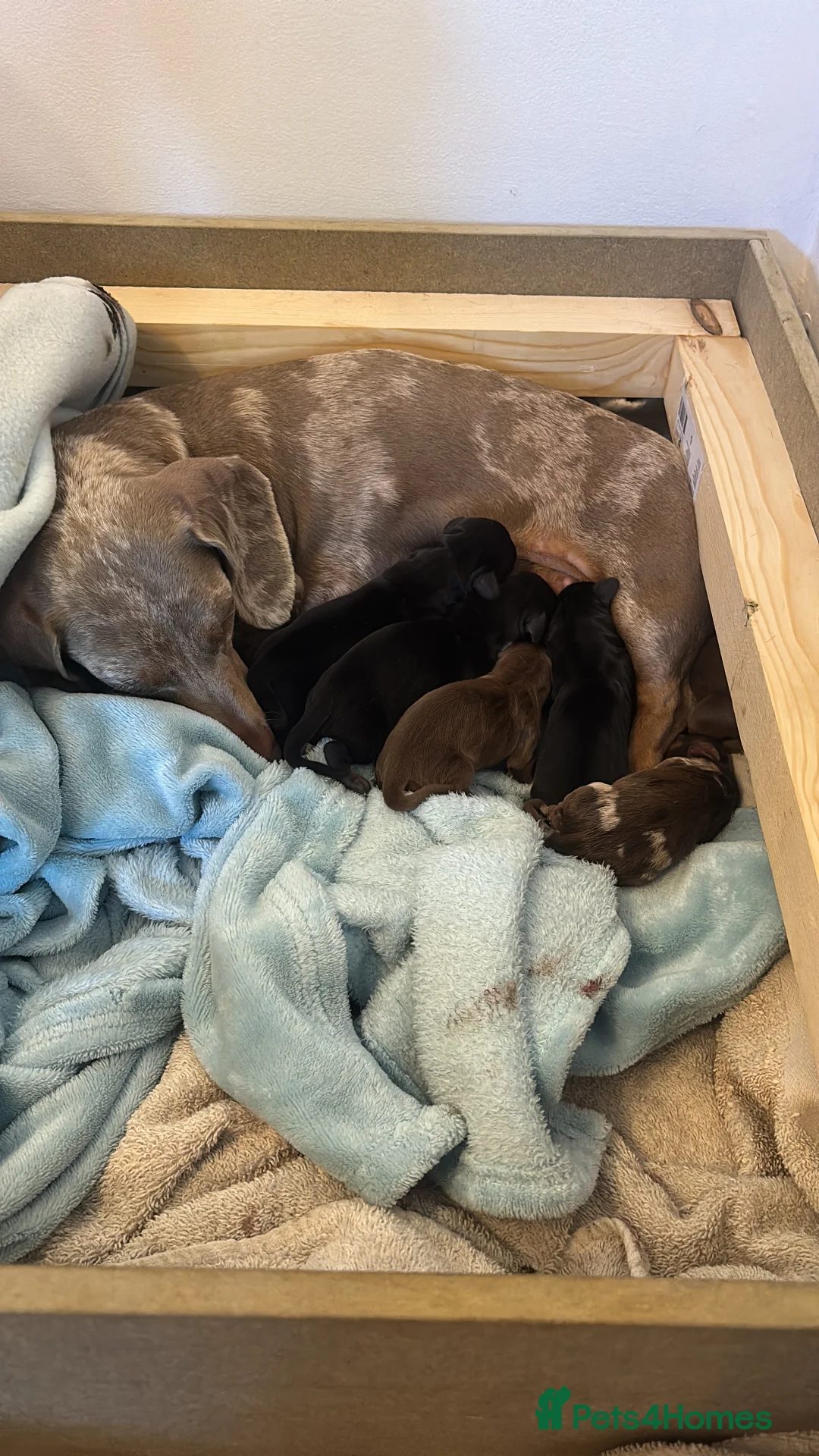 Miniature Dachshund dogs for sale: Miniature Dachshund puppies - Advert 2