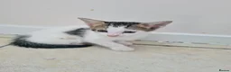 Aegean cats for sale: Kittens - Advert 4