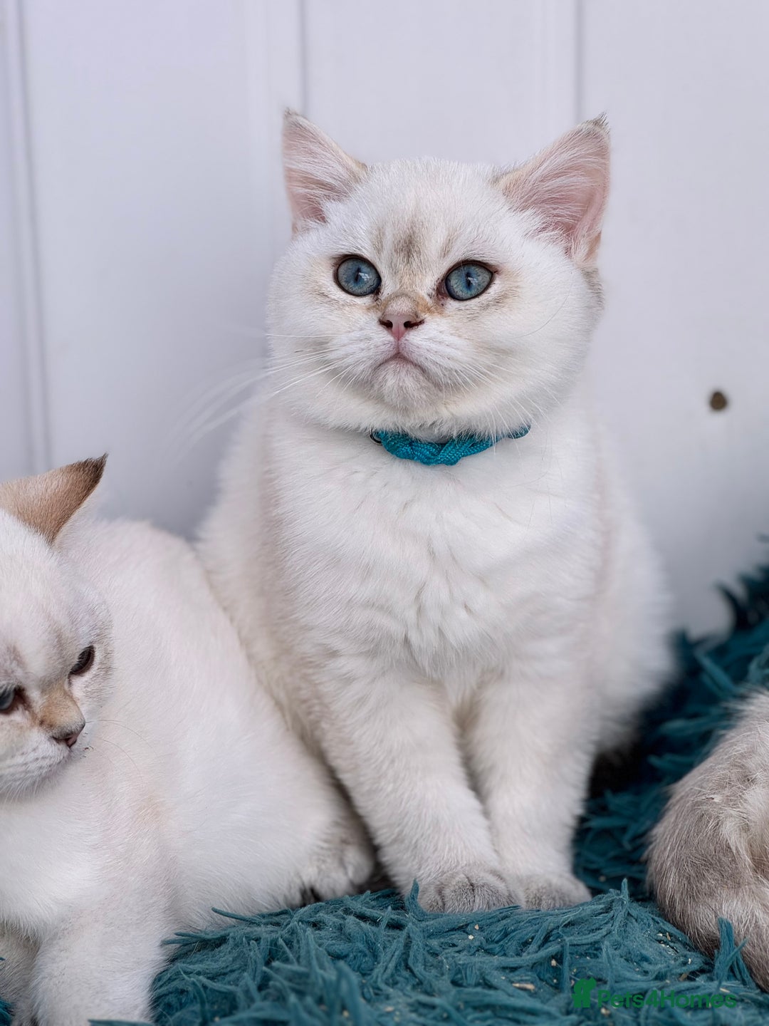 British Shorthair cats for sale: Beautiful Blue Gold & Choc Gold Colourpoint boys - Image 12
