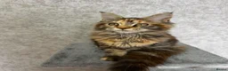 Maine Coon cats for sale: Stunning Purebred TICA Reg Maine Coon Kittens in London - Advert 9