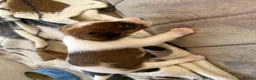 Mixed Breed dogs for sale: Puppies Lakeland x Patterdale in Bury Saint Edmunds - Advert 5
