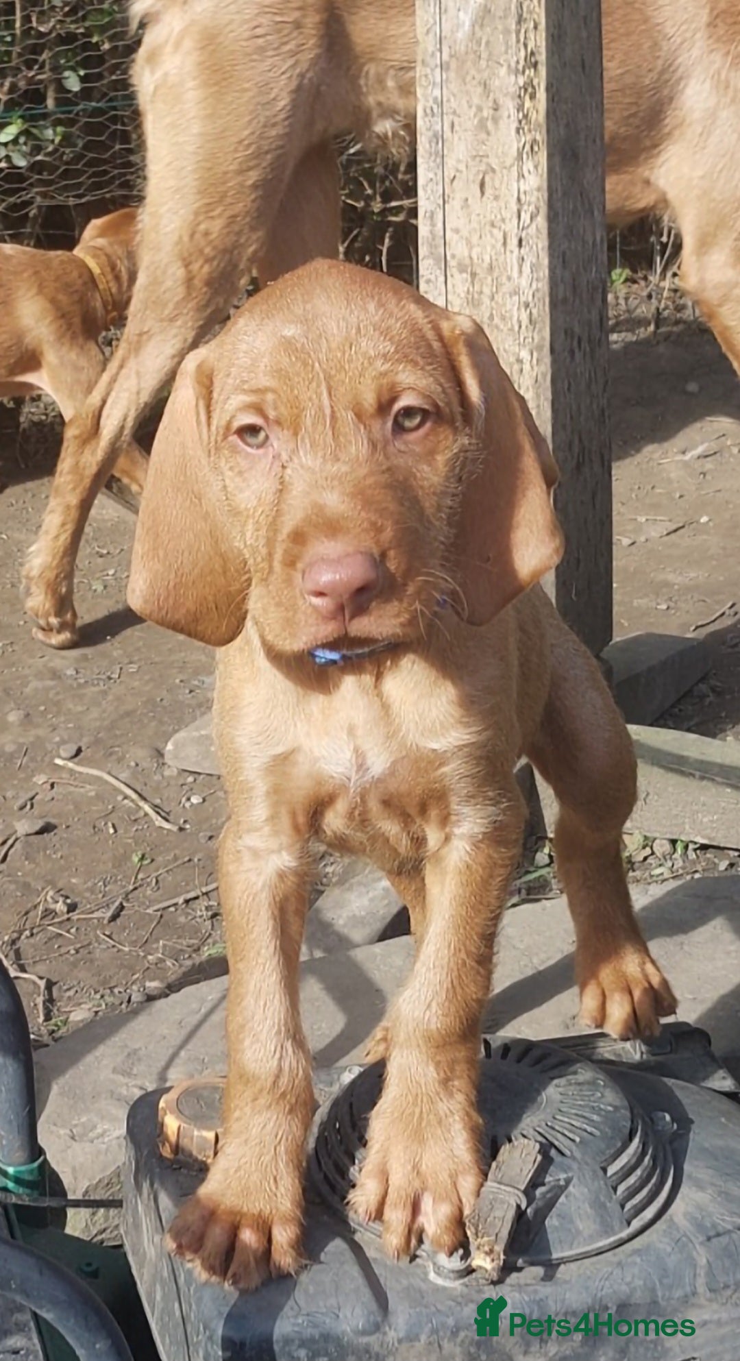 Hungarian Vizsla dogs Hungarian Vizsla Puppy READY NOW - Advert 1