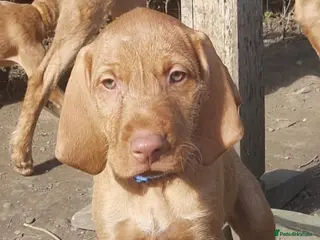Hungarian Vizsla dogs Hungarian Vizsla Puppy READY NOW - Advert 1