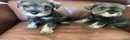 Miniature Schnauzer dogs for sale: Kc reg health checked gorgeous puppies  - Advert 4